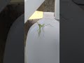 Preying Mantis attack