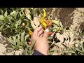 Mirchi ka khait||مرچی کا کھیت||