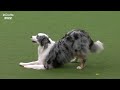 Freestyle International Heelwork to Music Competition - Part 1 | Crufts 2022