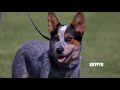 AUSTRALIAN CATTLE DOG: CANINE AGILITY