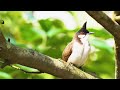 Bird Song Melody | Sounds of the Forest | Relaxing Birdsong - Natural Sounds for Sleep