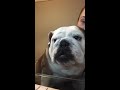 Funny Dog Video! LuLu wants to be a lap dog, her size be damned!