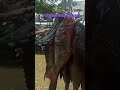 gerapunya sultan spearfishing berkah anak laut