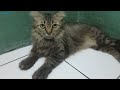 kucing cute si mochi, galak bohong gertak sambel#kucinganggora