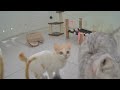 When Cats Are So Silly 😻 Best Funny Cats Videos 2024 🐕