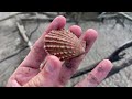 SHE FOUND 2 SUPER RARE MUREX SEASHELLS INFRONT OF ME! | Shelling in Australia, Beach Combing Jackpot