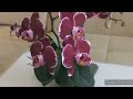 Удивительное Домашнее ЦВЕТЕНИЕ ОРХИДЕИ Монпелье. ТРИ ЦВЕТОНОСА!!!//#Orjidea #Orchids