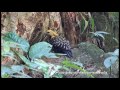 Aves da Serra dos Órgaos - Rio de Janeiro - Brasil