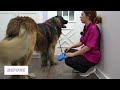 His First EVER Groom | Beautiful Transformation On A Giant Leonberger Dog