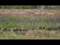 Single Father Northern Harrier