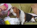 Silly dog popping bubble wrap