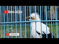 Starling Bird Chirping very melodious and amazing. episode 22