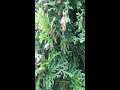Bagworms eating my evergreen trees