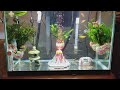 Aquarium Glass Plant Pots