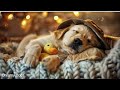 12 Hours of Calming Music for Dogs🐶Music for Stressed Dogs💖🎵Dog Separation Anxiety Music #2