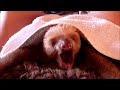 Baby Sloths Being Sloths   FUNNIEST Compilation