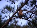 Two Barred Owls Hooting