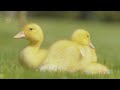 Duck sound - duckling in the pond - duck quack 