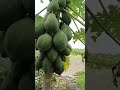 Growing papayas  - Thu hien farm