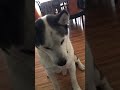 Feeding time, foster dog learning to sit and stay before attacking other dog’s food, good job Boris!