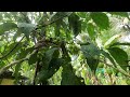 #ലൂബിക്ക | LUBIKA Tree | Flacourtia Jangomas | INDIAN COFFEE PLUM | #TROPICAL FRUITS | KERALA
