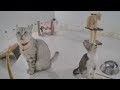 😘 Try Not To Laugh Dogs And Cats 🐱😹 Best Funniest Animals Video 2024 😘