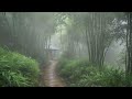 Fall asleep fast and deep immediately with soothing rain sounds on the forest path