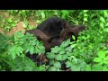 3 little bears (and Mom) in our backyard!