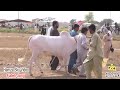 Bull Race - Badra - 20.6.2024 - Hamza Sky Video