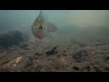 Amazing underwater footage of creek fish!!