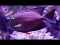 Beautiful Coral Reef Fish 4K(ULTRA HD) - Dive Into The Mesmerizing Underwater Realm
