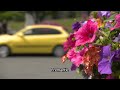 Caerphilly| Wales | Passing cars | Beautiful flowers | Fremantle stock footage | E18R60 018