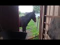 Arriving at Ears Acres for chores (featuring Joan Geesington, Hee, Haw & Sir Stanley Mulington)