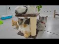 Funniest Cats 🐱🐱 Funniest Catss 2024 🐈