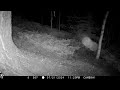 Bobcat at night