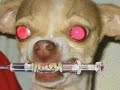 Anti-drug dog spoof