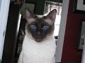Talking Siamese Cat VERY talkative!  She answers all my questions!