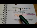 Gene Regulation and Gene Expression (Lac Operon) in HINDI