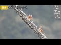 Singing Birds - 35 species in Japan / video for cat