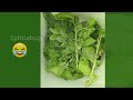 Harvesting Basil Amidst Insect Intruder! Insect Intruder | FarmerVee