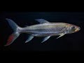 Kyo-D  -  Goliath Tigerfish