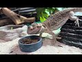 Bearded dragon lunch time!