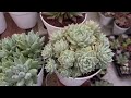 TAKE CARE & PROPAGATE ECHEVERIA IN SUMMER GROWING SEASON | NHÂN GIỐNG SEN ĐÁ