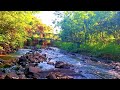 TRANQUIL FOREST SYMPHONY, BIRDS CHIRPING MELODY, MAJESTIC STREAM, ASMR RELAXING NATURE SOUNDS