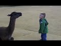 Llama spits in kid's face