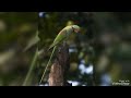 Akachan | Colourful | Parrots