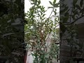 #🧿Geetha kubera youtube long video #Erukkin plant with flowers