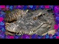 Crocodiles & the Dinosaur Connection 🐊🦖Ask Vida 🩺⛑️ Full Episode 💖 Learn Animals ✨ New Show