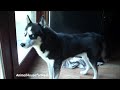 Siberian Husky Howling Compilation