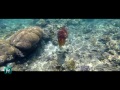 Submarine camouflage - Snorkeling Indonesia